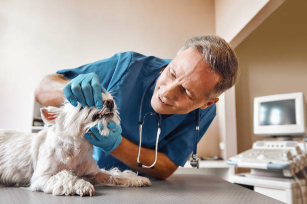 Best Emergency X-Rays and Diagnostics in Magalia, CA